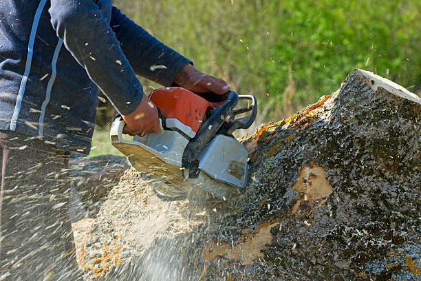 The Steps Involved in Our Tree Care Process in Locust Fork, AL